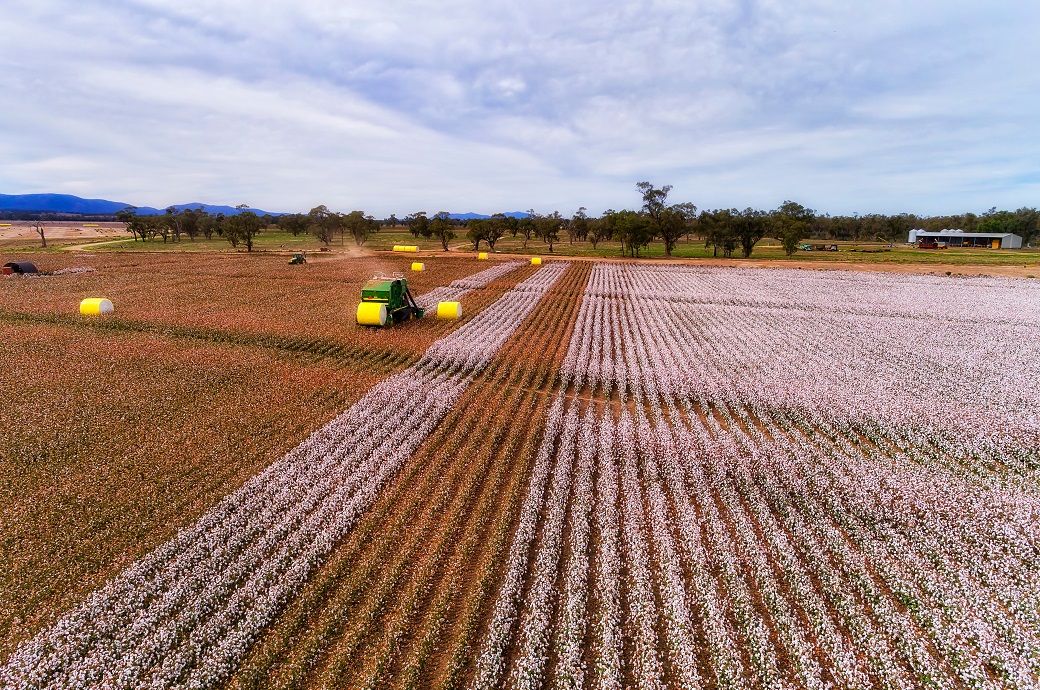 India set for record cotton procurement as prices stay weak