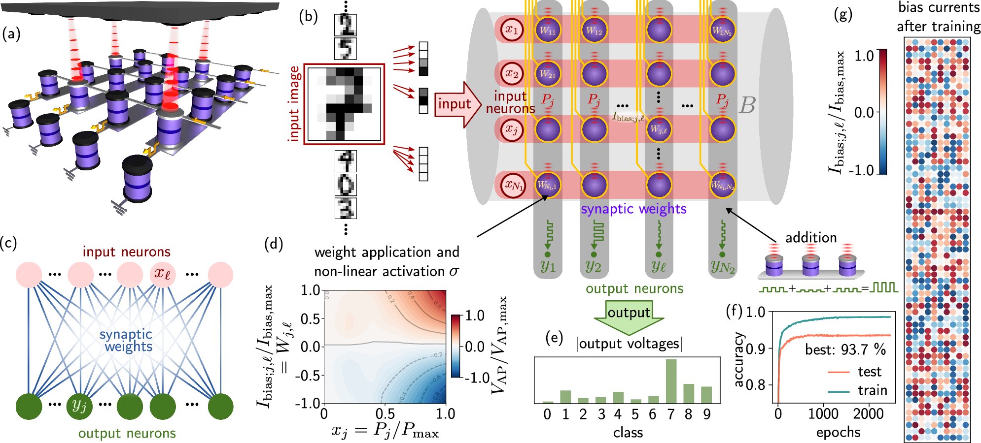 Magnetic tunnel junctions mimic synapse behavior for energy-efficient neuromorphic computing