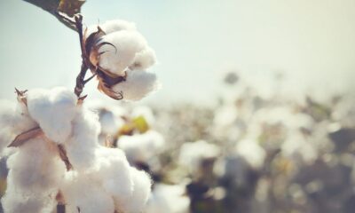 Nigeria, Brazil sign MoU to boost cotton productivity in former