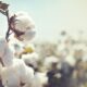 Nigeria, Brazil sign MoU to boost cotton productivity in former