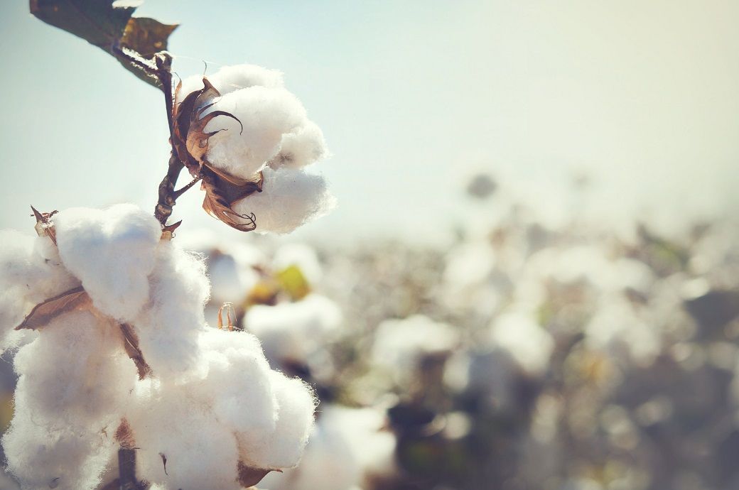 Nigeria, Brazil sign MoU to boost cotton productivity in former Nigeria, Brazil sign MoU to boost cotton productivity in former