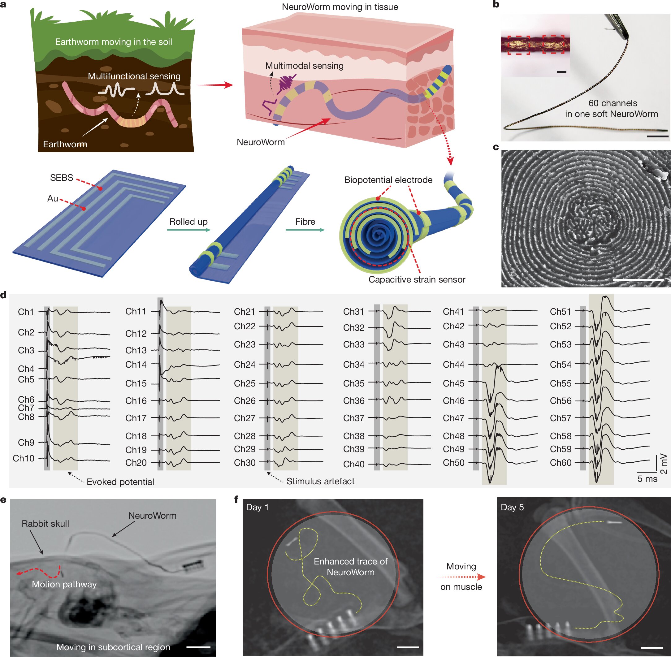 Soft ‘NeuroWorm’ electrode allows wireless repositioning and stable neural monitoring