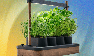 The Auk Mini Herb Garden Is the Perfect Cooking Companion