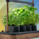 The Auk Mini Herb Garden Is the Perfect Cooking Companion