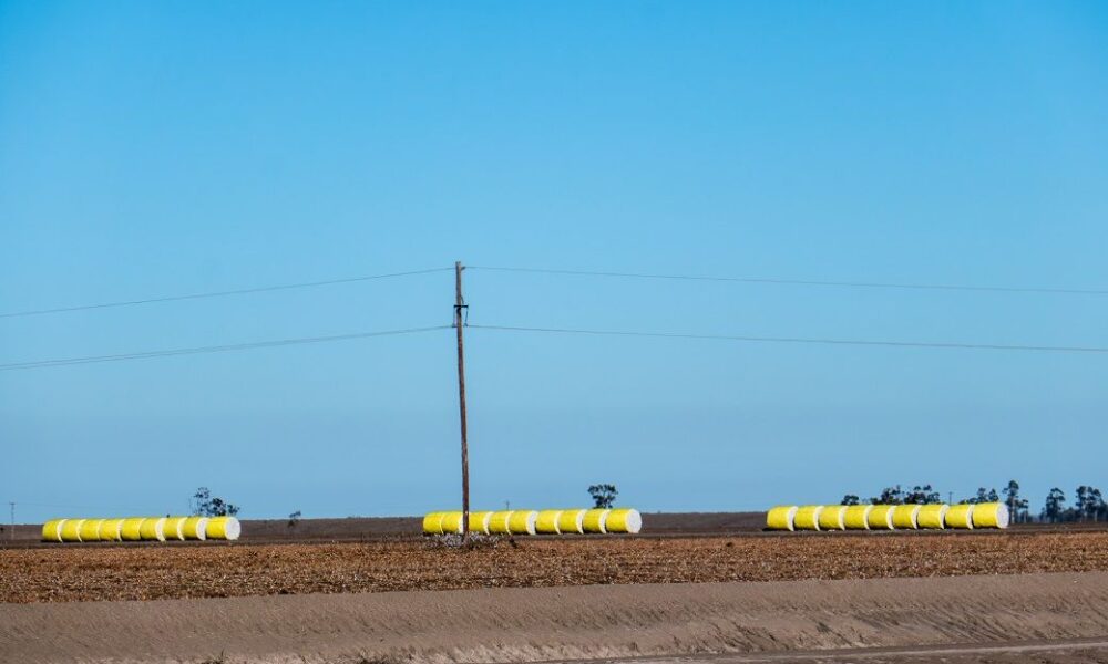 US Upland cotton sales up 36%, Pima down this week: USDA