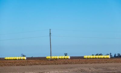 US Upland cotton sales up 36%, Pima down this week: USDA