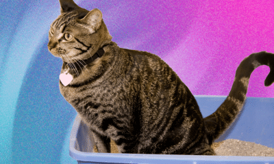 What’s the Best Cat Litter for Your Home (and Your Cat)?