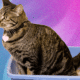 What’s the Best Cat Litter for Your Home (and Your Cat)?