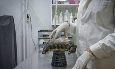 Greek wildlife suffers as climate changes
