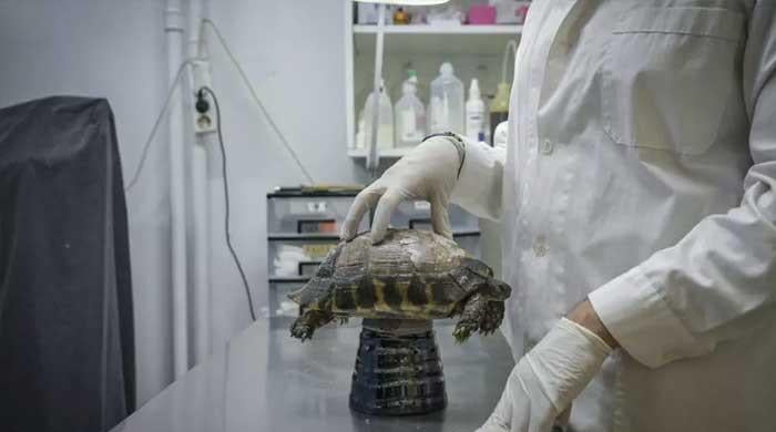 Greek wildlife suffers as climate changes Greek wildlife suffers as climate changes