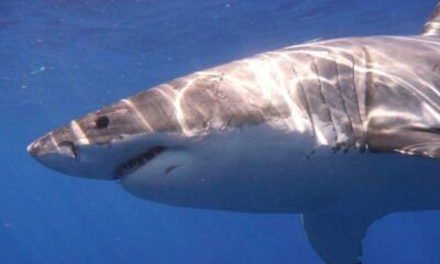 ‘Large shark’ kills man off Sydney beach ‘Large shark’ kills man off Sydney beach