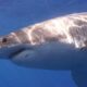 ‘Large shark’ kills man off Sydney beach