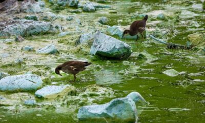 UK’s largest lake ‘dying’ as algae blooms worsen UK’s largest lake ‘dying’ as algae blooms worsen