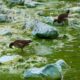 UK’s largest lake ‘dying’ as algae blooms worsen