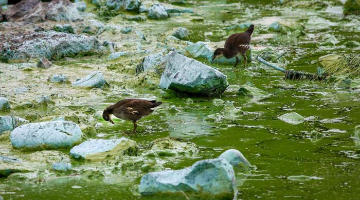 UK’s largest lake ‘dying’ as algae blooms worsen