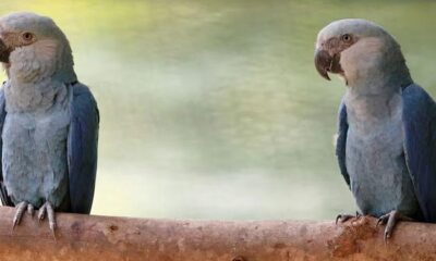 Feathers fly in dispute over Ambani zoo’s pursuit of rare parrot Feathers fly in dispute over Ambani zoo’s pursuit of rare parrot