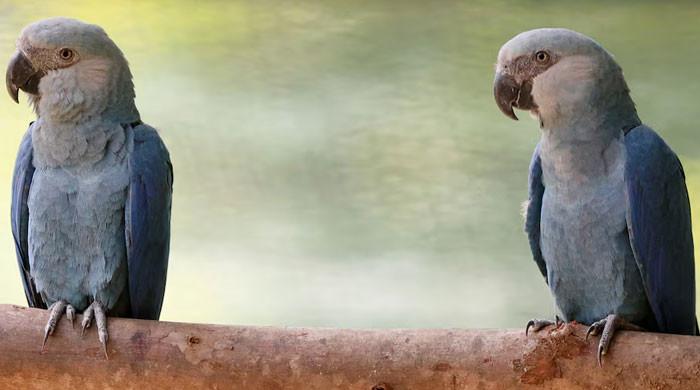 Feathers fly in dispute over Ambani zoo’s pursuit of rare parrot