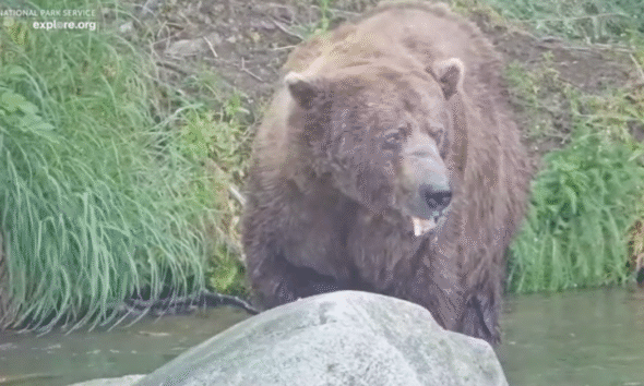 32 Chunk voted as Fat Bear Week 2025 winner after 2 years as runner-up