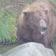 32 Chunk voted as Fat Bear Week 2025 winner after 2 years as runner-up