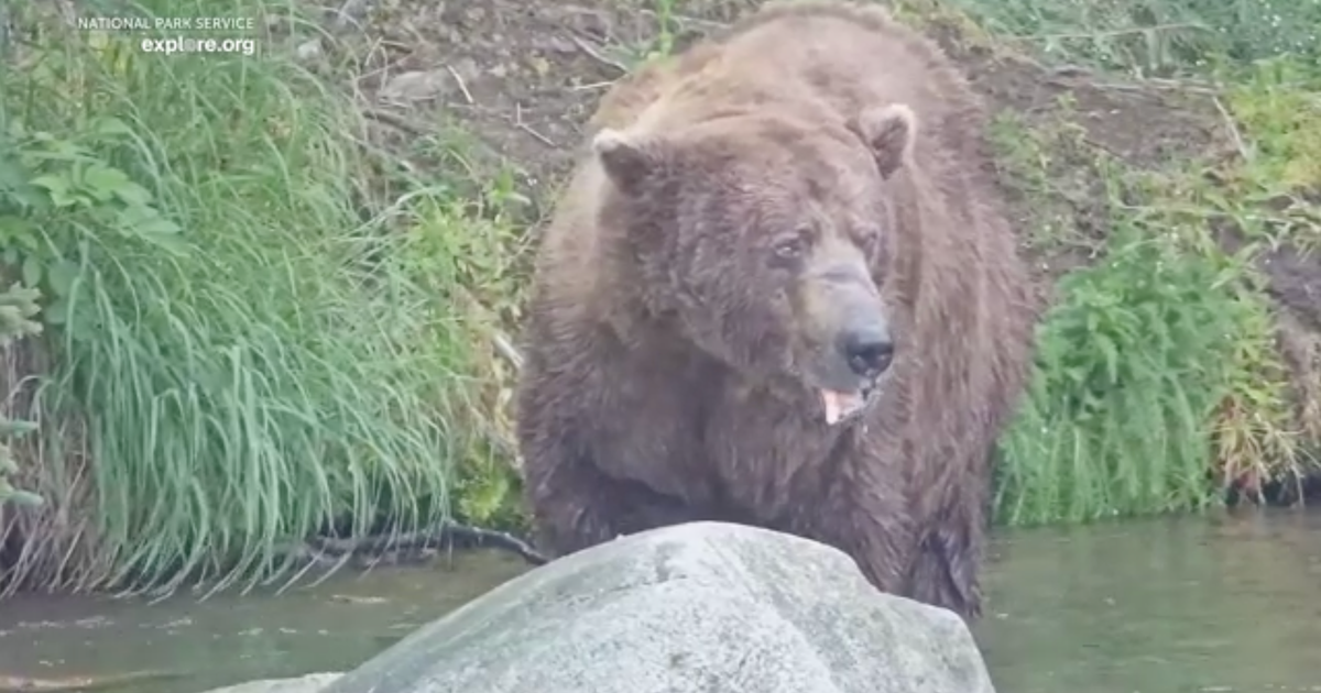 32 Chunk voted as Fat Bear Week 2025 winner after 2 years as runner-up