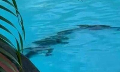 Crocodile lurks in Australian luxury hotel pool