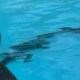 Crocodile lurks in Australian luxury hotel pool