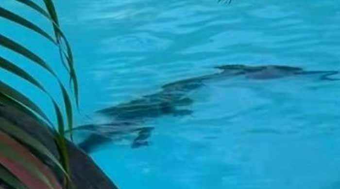 Crocodile lurks in Australian luxury hotel pool Crocodile lurks in Australian luxury hotel pool