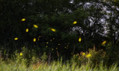 Firefly-inspired algorithm tackles resource allocation problem