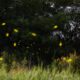 Firefly-inspired algorithm tackles resource allocation problem