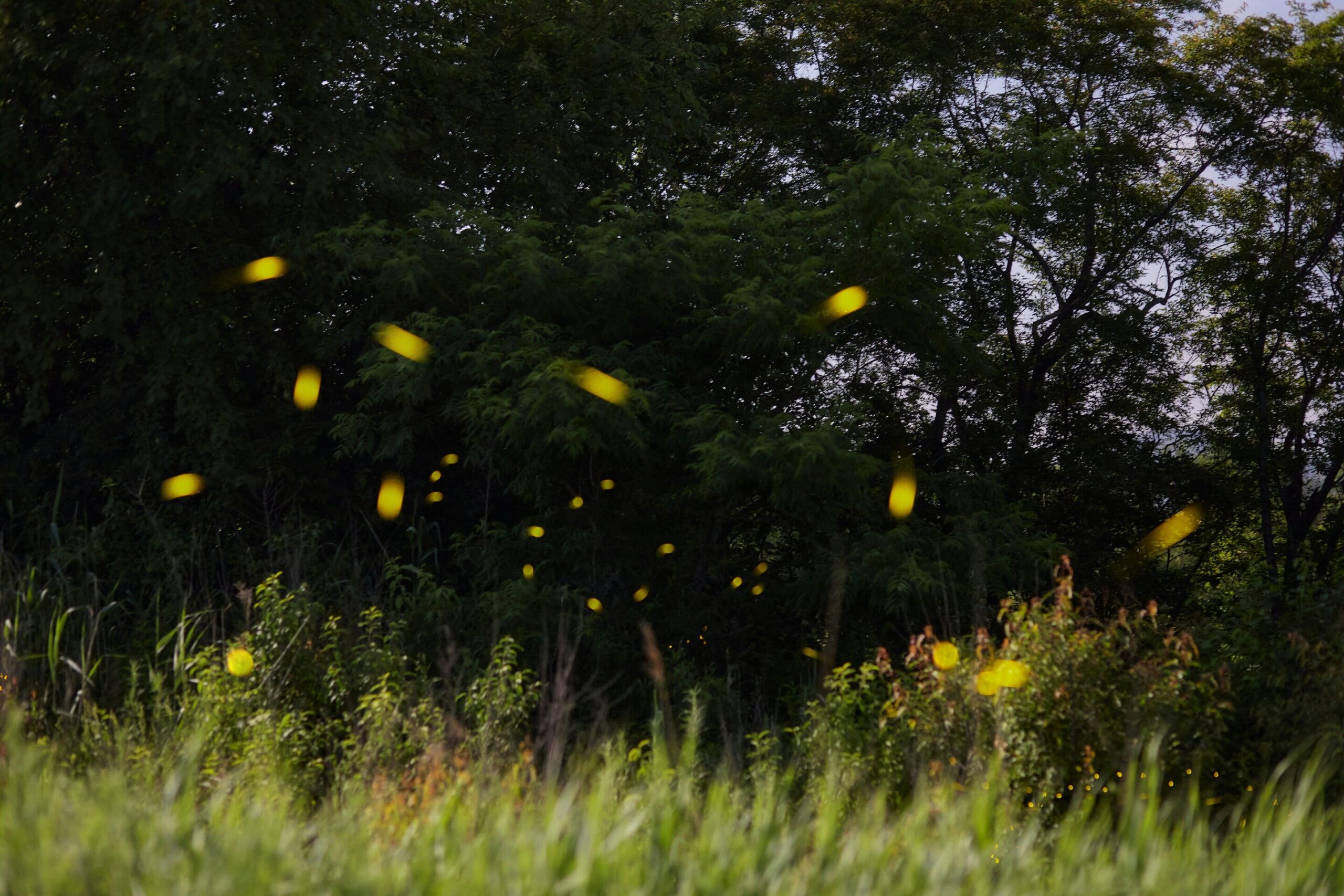 Firefly-inspired algorithm tackles resource allocation problem Firefly-inspired algorithm tackles resource allocation problem