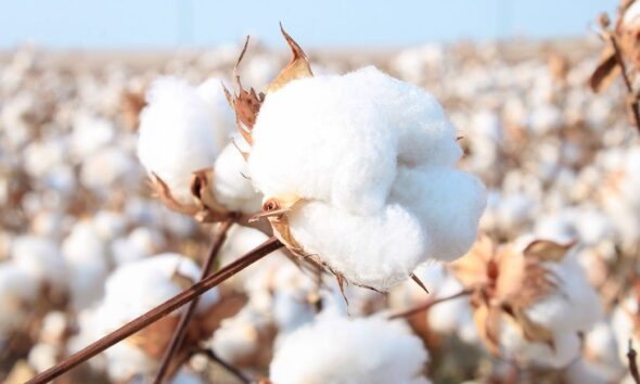 Global cotton prices ease as key benchmarks slip in October