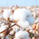 Global cotton prices ease as key benchmarks slip in October