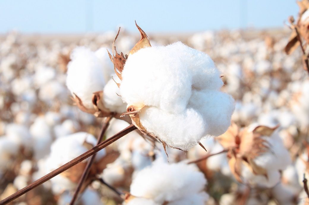 Global cotton prices ease as key benchmarks slip in October Global cotton prices ease as key benchmarks slip in October