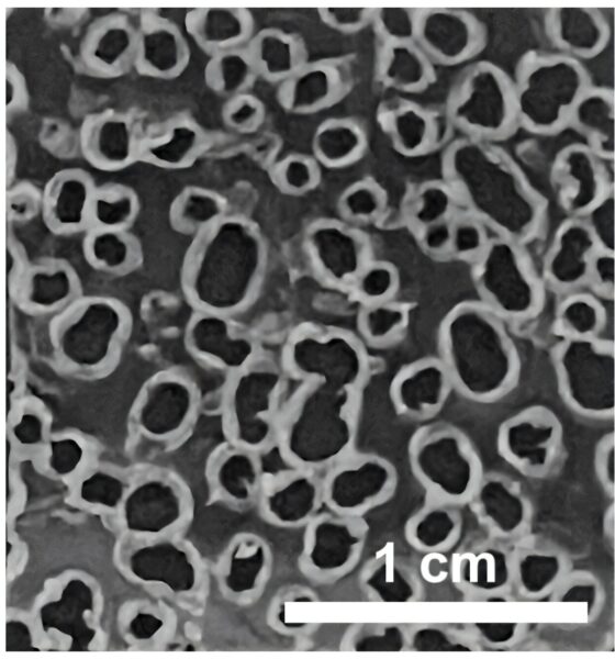 High-performance supercapacitor made from upcycled water bottles