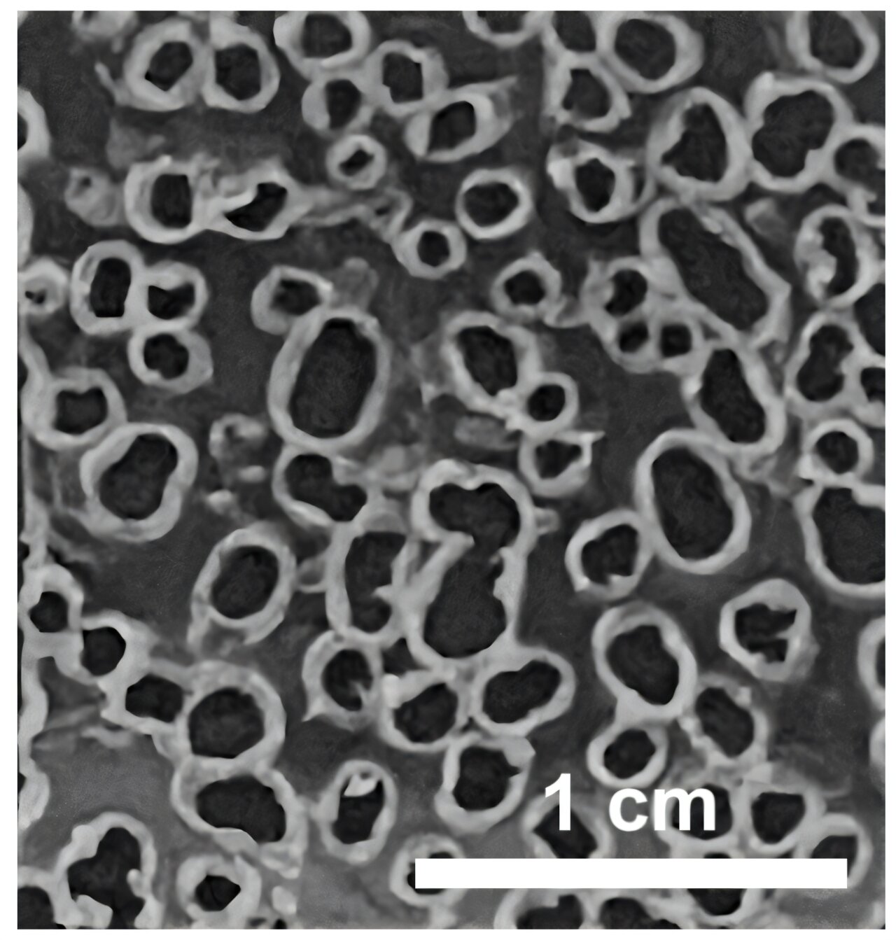 High-performance supercapacitor made from upcycled water bottles High-performance supercapacitor made from upcycled water bottles