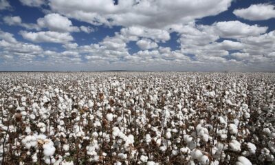 ICE cotton dips further on harvest pressure, US shutdown impact