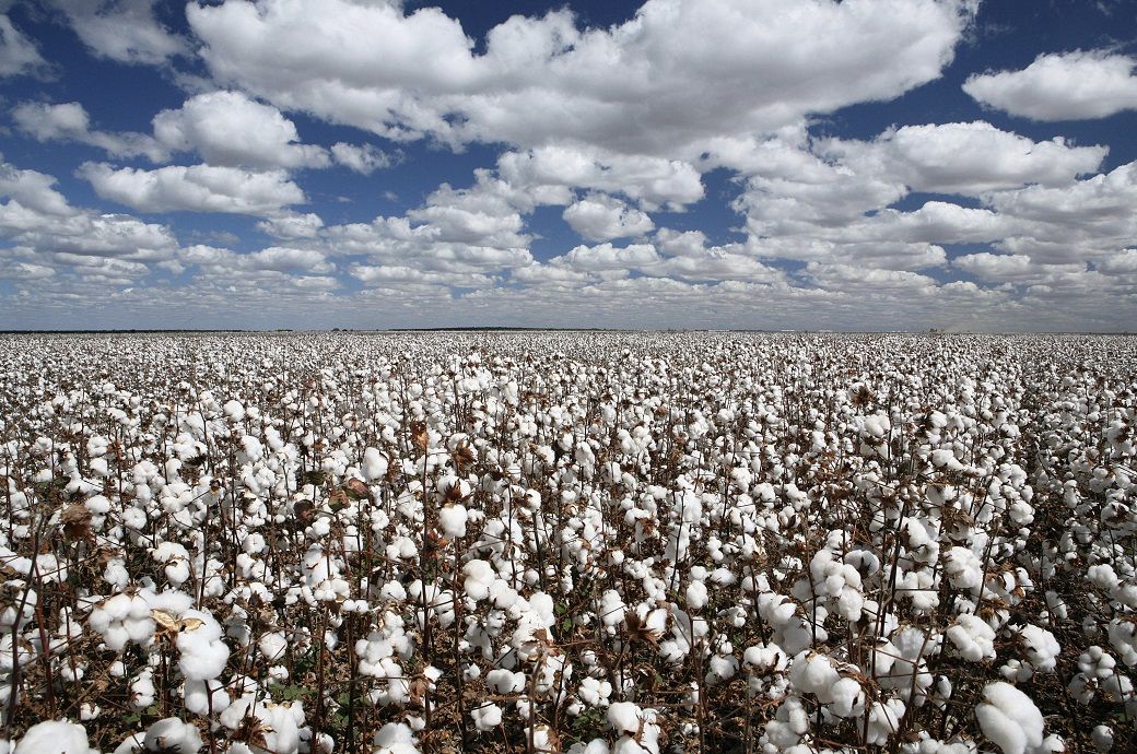 ICE cotton dips further on harvest pressure, US shutdown impact