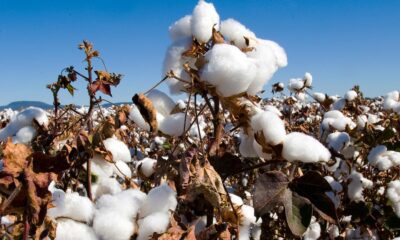 ICE cotton ends higher on weak dollar, but weekly loss persists