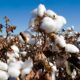 ICE cotton ends higher on weak dollar, but weekly loss persists