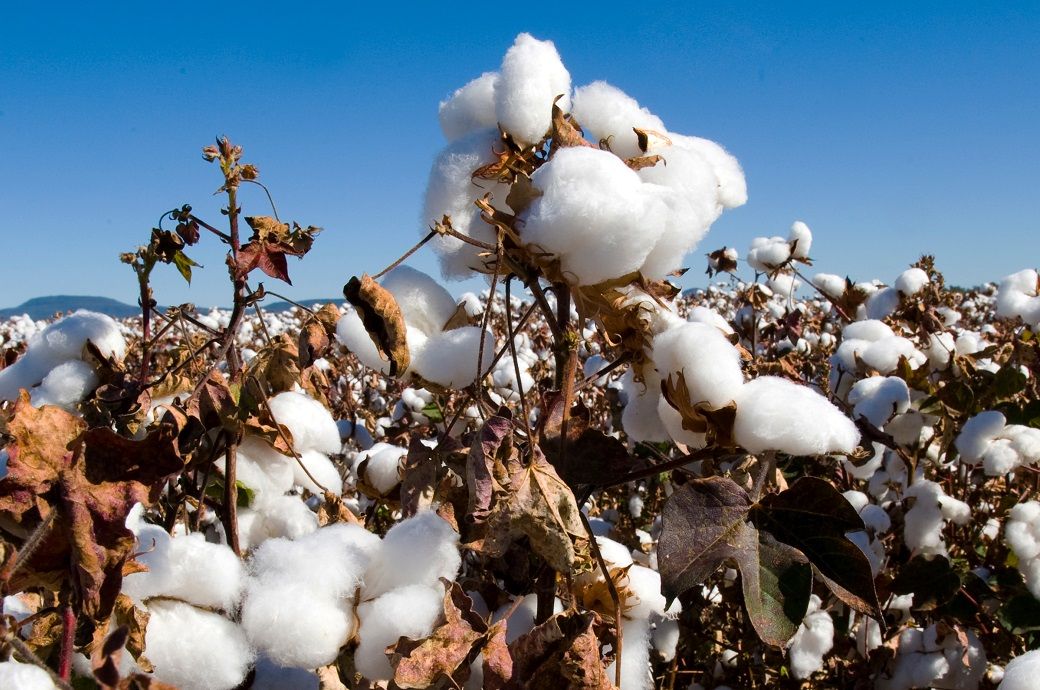 ICE cotton ends higher on weak dollar, but weekly loss persists