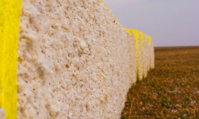 ICE cotton falls as strong dollar, US data halt weigh on sentiment