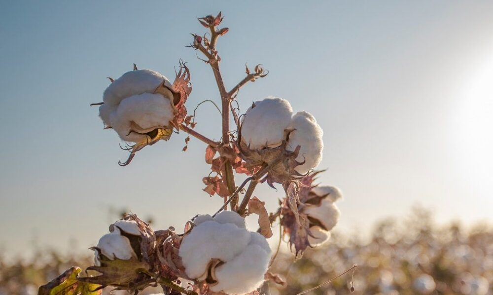 ICE cotton futures hit six-month low amid strong dollar, fast harvest