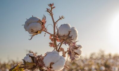 ICE cotton futures hit six-month low amid strong dollar, fast harvest