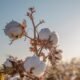 ICE cotton futures hit six-month low amid strong dollar, fast harvest