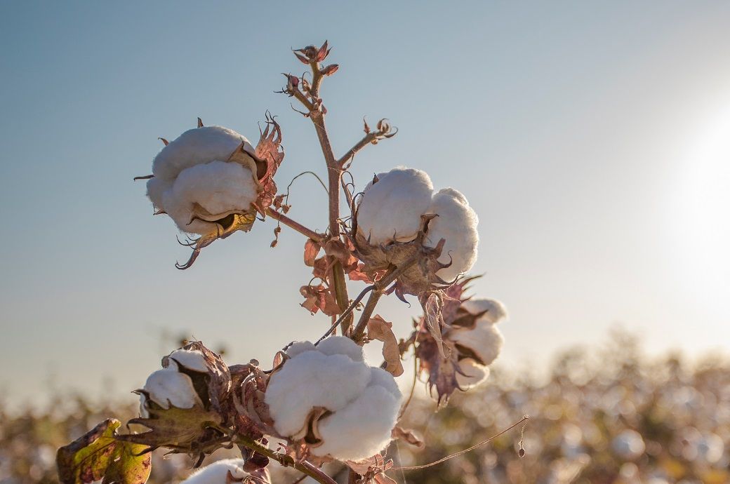 ICE cotton futures hit six-month low amid strong dollar, fast harvest ICE cotton futures hit six-month low amid strong dollar, fast harvest
