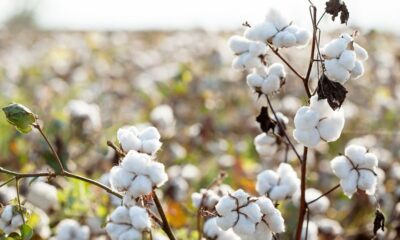 ICE cotton futures rise on weaker US dollar, trade deal hopes