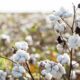 ICE cotton futures rise on weaker US dollar, trade deal hopes ICE cotton futures rise on weaker US dollar, trade deal hopes