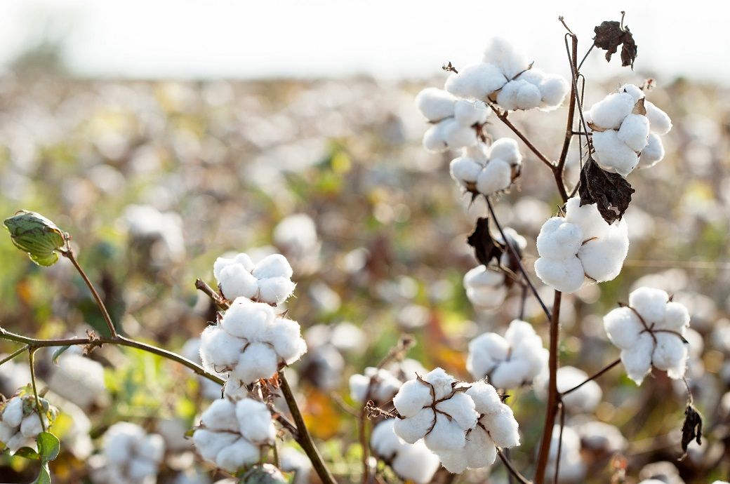 ICE cotton futures rise on weaker US dollar, trade deal hopes ICE cotton futures rise on weaker US dollar, trade deal hopes