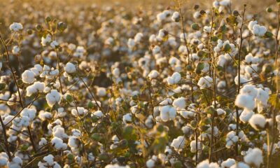 India’s Textiles Ministry rolls out Kharif cotton plan with 550 hubs