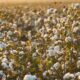 India’s Textiles Ministry rolls out Kharif cotton plan with 550 hubs